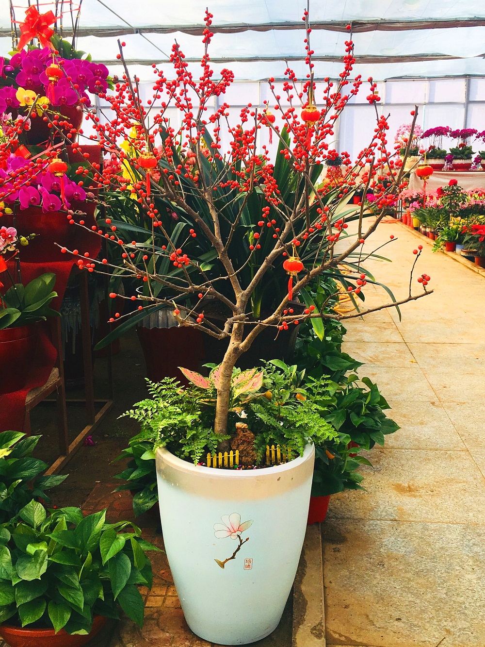 在春节期间开花,象征喜庆吉祥,高雅尊贵. 君子兰花语:高贵,君子之风.