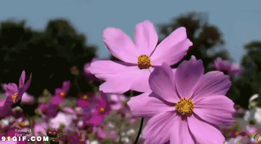 壁纸 花 桌面 512_283 gif 动态图 动图