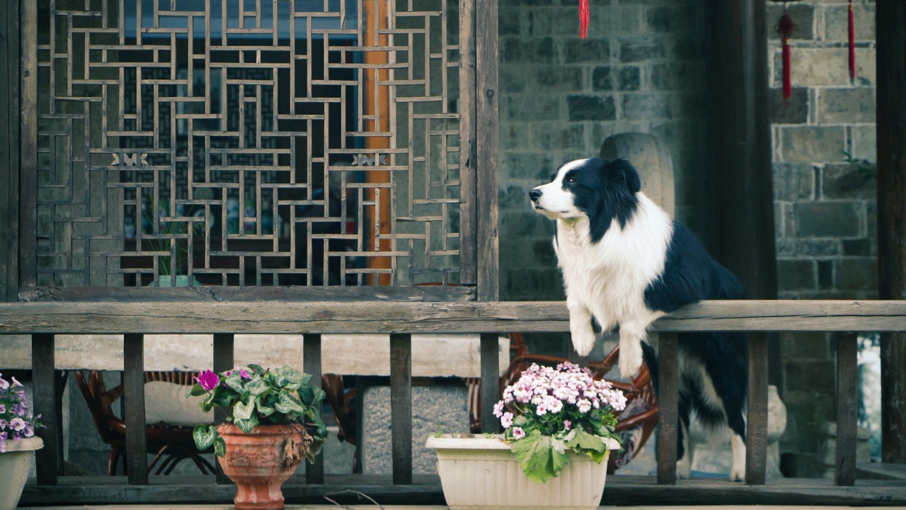 帶上寵物去旅行
