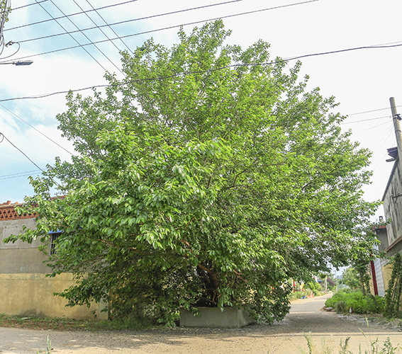 F126张汪镇王各庄桑树