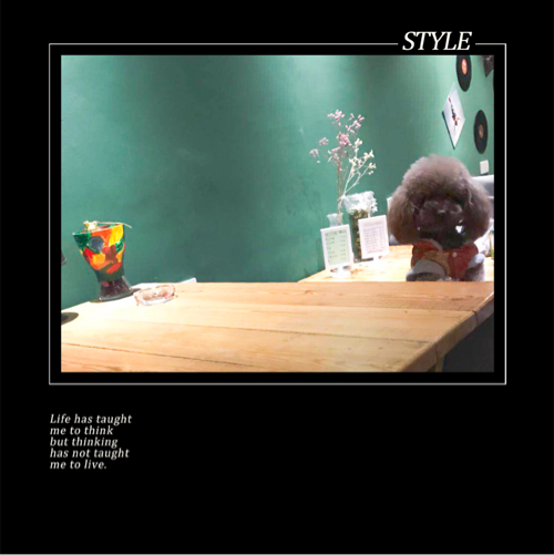 毛球球的快乐生活！