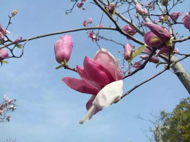閩江公園春季賞花指南