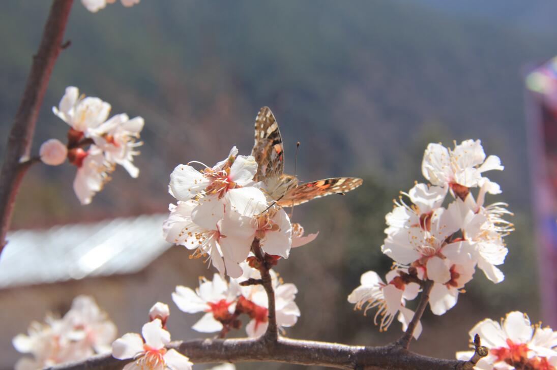 罗马桃花村景区位于察隅县古玉乡,距县城所在地40公里,距古玉乡