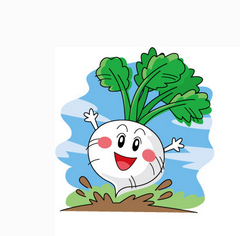 车坪生态水果萝卜