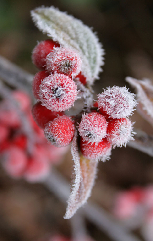 一曲山里红,冬天里暖暖的祝福送给你!