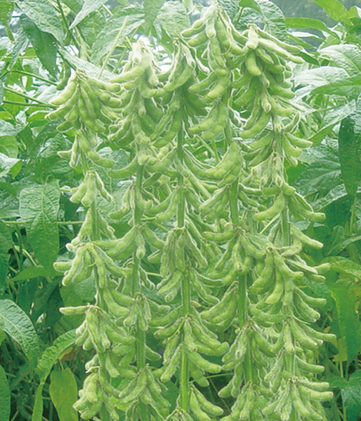 富尔大豆品种图片