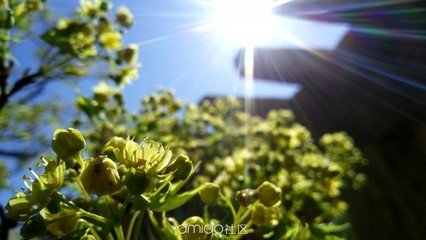 孟夏之日  万物并秀