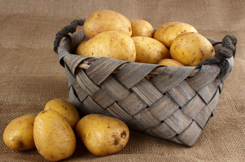 马铃薯采后贮藏